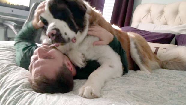 Il tenero cane di San Bernardo che fa le feste al suo umano