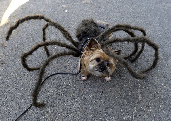 Tompkins Square Halloween Dog Parade 2014