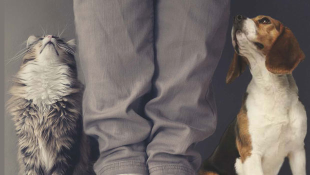 Amori miei e altri animali, il nuovo libro di Paolo Maurensig