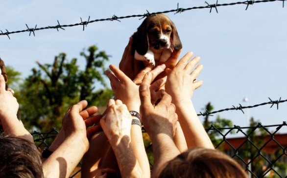 Beagle Green Hill