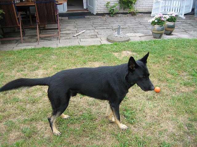 Cane coda