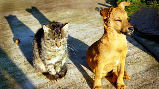 Cane e gatto