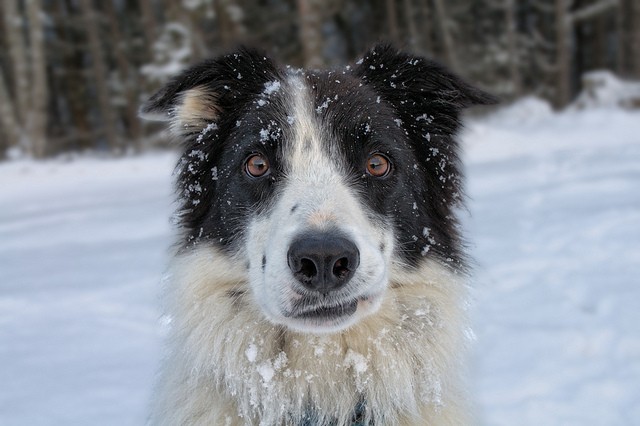Cane neve