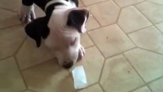 Il cucciolo vs il cubetto di ghiaccio