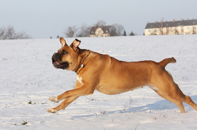Dogue de Bordeaux
