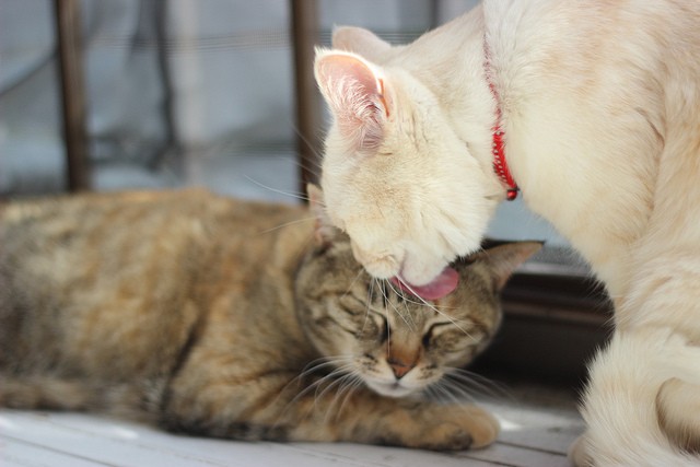 Gatti