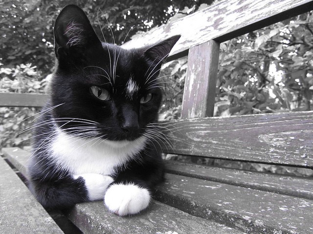 Gatto nero bianco