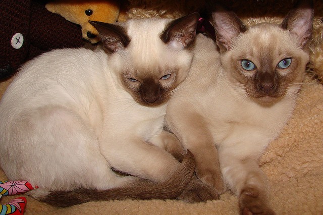 Gatto Tonkinese