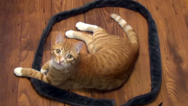 I gatti nei cerchi spopolano sul web