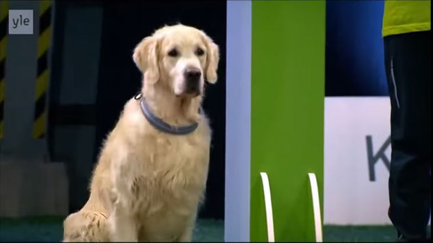 L'epic fail del Golden Retriever al torneo