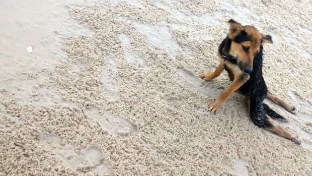 Leo, cane paraplegico