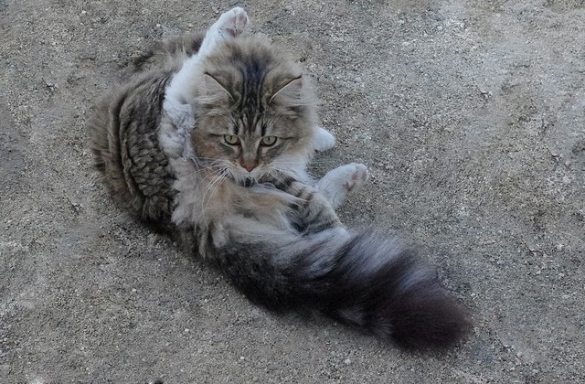 Maine Coon