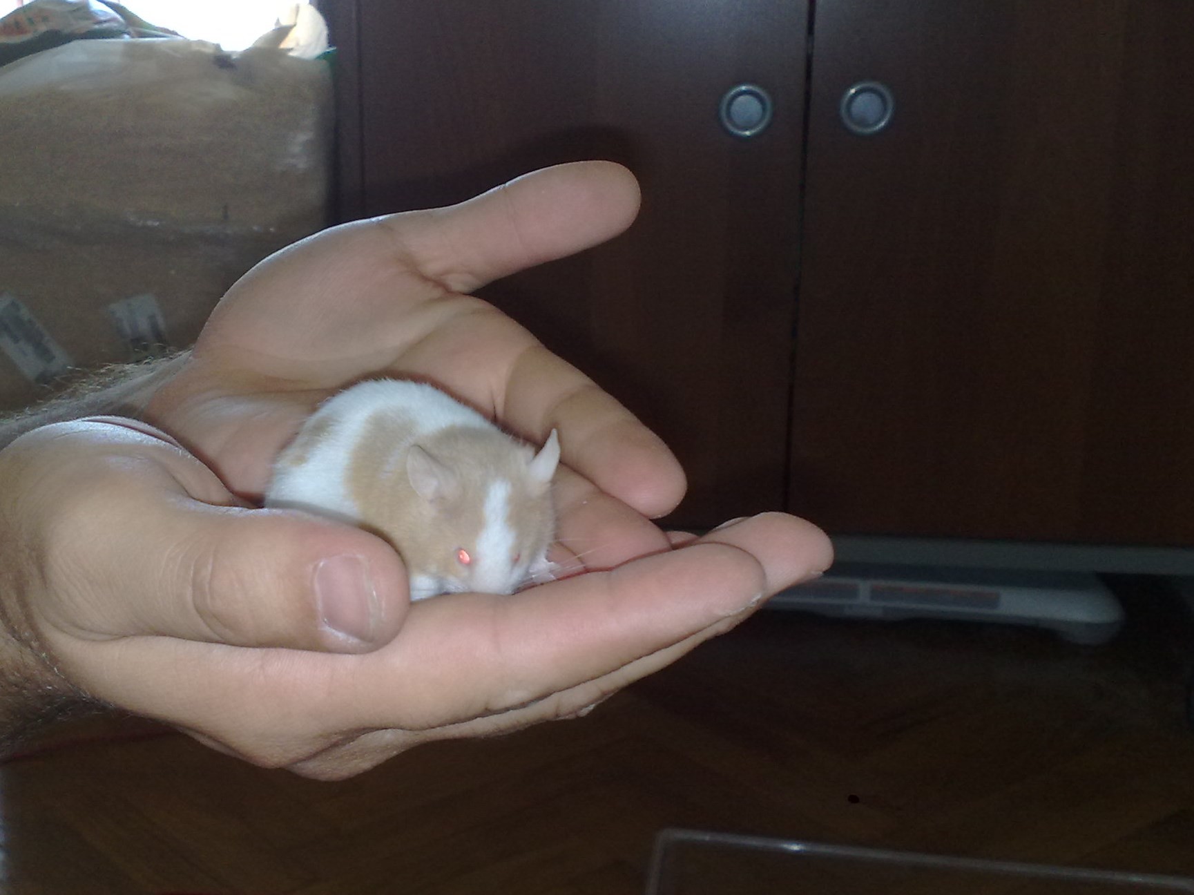 mus musculus pet da compagnia
