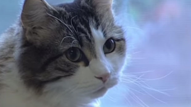 Oscar, il gatto che prevede la morte?