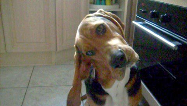 Il cane bassotto è un ottimo ascoltatore