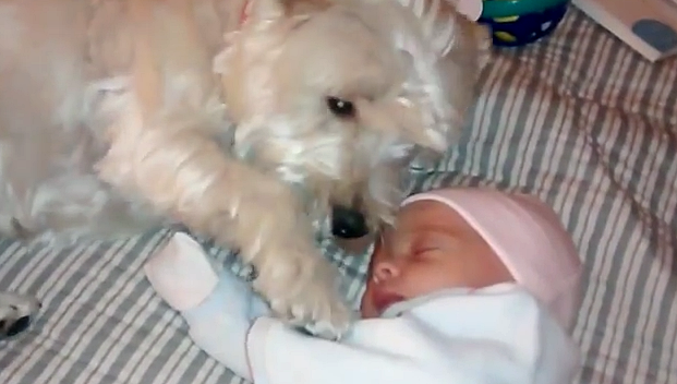 Il cane che incontra per la prima volta un neonato (video)