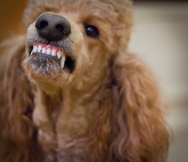 Cane morde