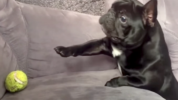 Gli epic fail dei cani che non riescono ad afferrare la pallina (video)