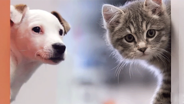 Gattini e cagnolini invadono a sorpresa un ufficio