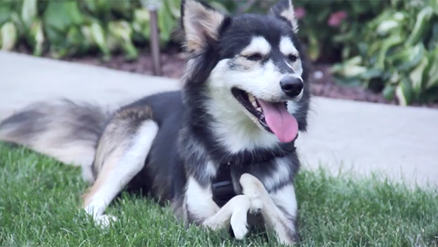 Derby, il cane che cammina con delle protesi stampate in 3D