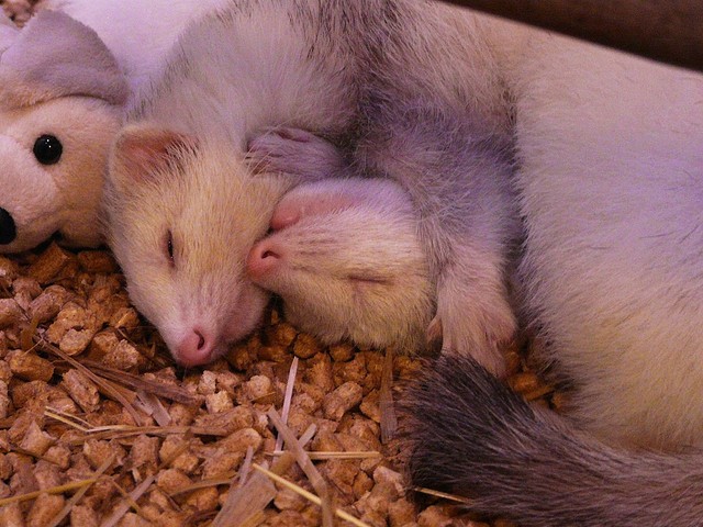 Furetti