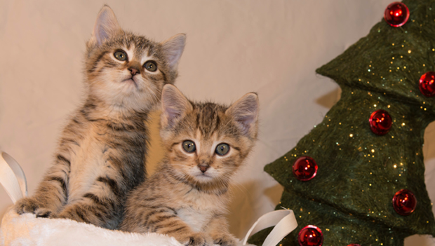 Gatti a Natale