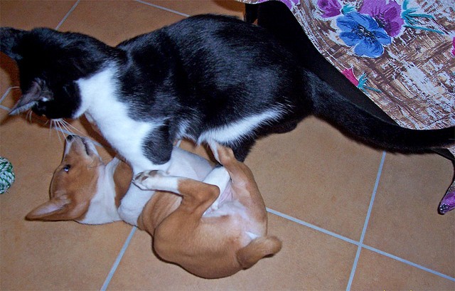 Gatto cane
