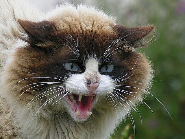 Gatto morso