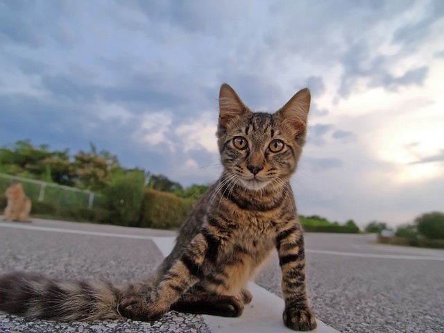 Gatto strada