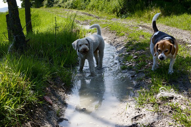 Lagotto Beagle