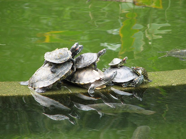 Tartarughe acqua