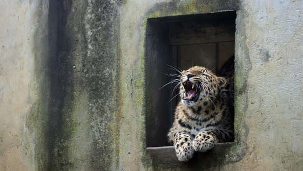 Un leopardo in uno zoo