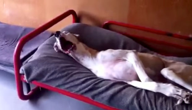 L’alano dormiglione che non vuole alzarsi