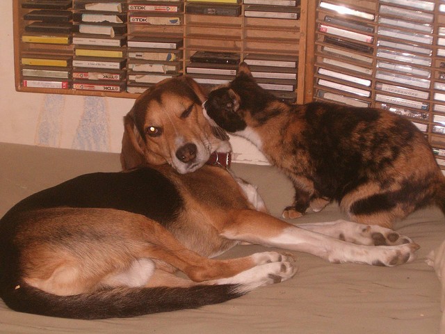 Beagle gatto