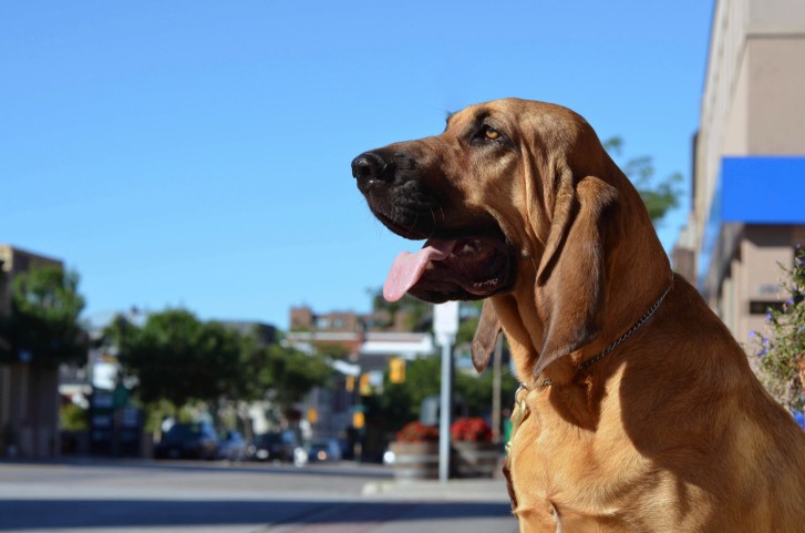 I cani Bloodhound: carattere e curiosità di una razza docile e tranquilla