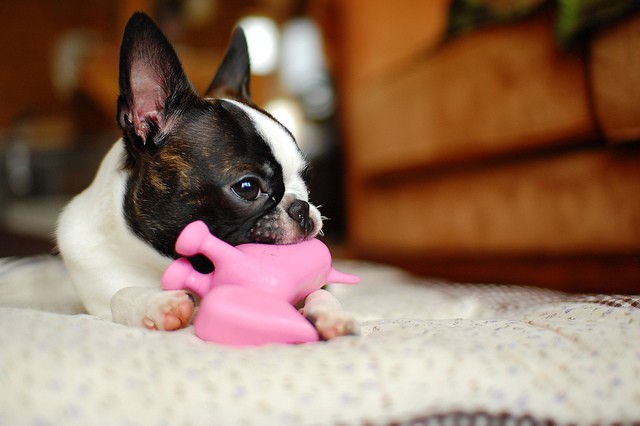 Boston terrier