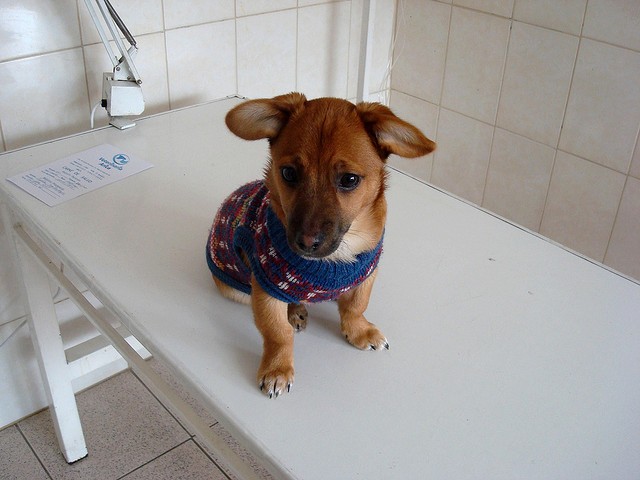 Cane dal veterinario