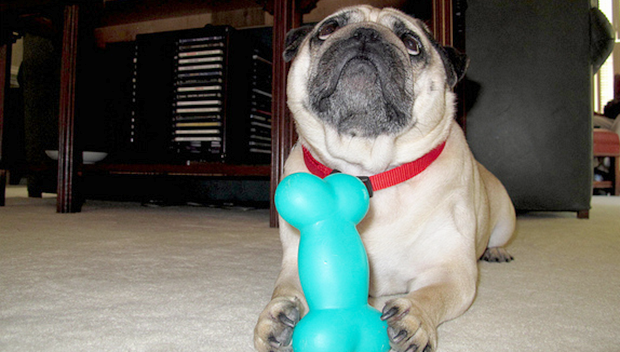 Perché il cane sotterra l'osso?