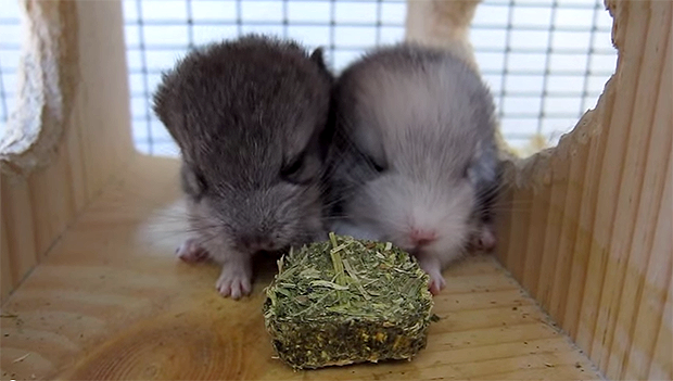 Due piccoli cincillà