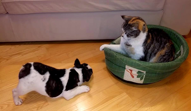 L'epica lotta del cagnolino contro il gatto per riavere la sua cuccia