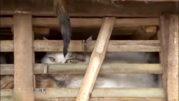 Contrabbando di gatti a uso alimentare sventato in Vietnam