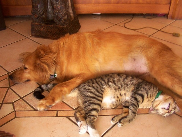 Gatto cane