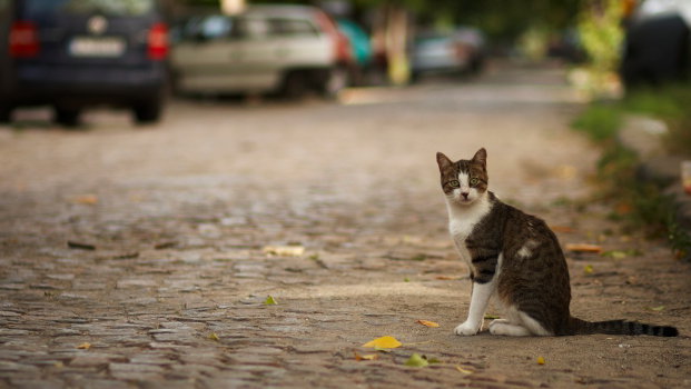 Stefano Benni, le macchine e i gatti