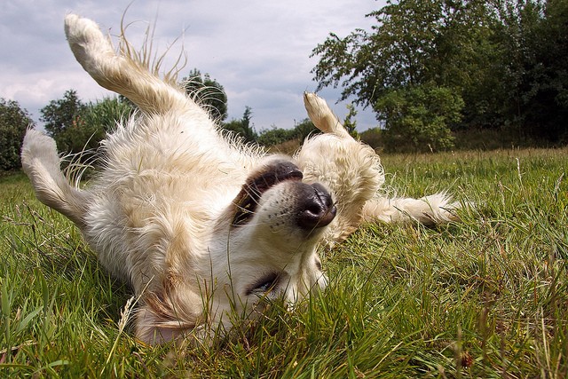 Golden retriever