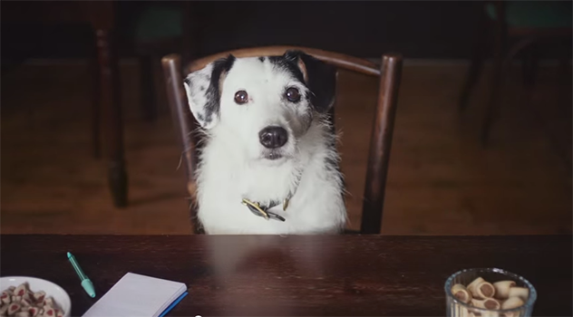 Harvey e Harmony: la storia d'amore tra due cani in un video splendido