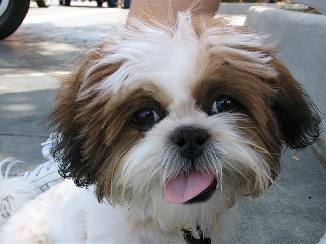 Shih-tzu