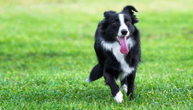 Border Collie è il cane più intelligente