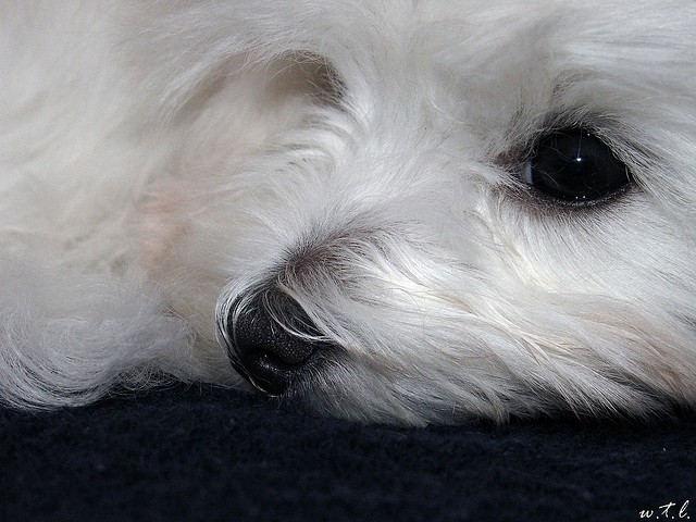 Cane maltese