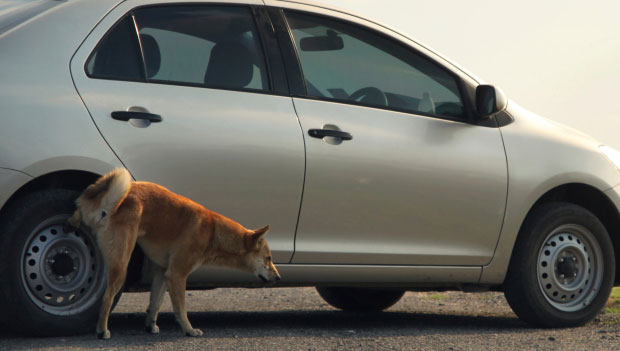 Il vademecum della Cassazione quando si è fuori con il cane