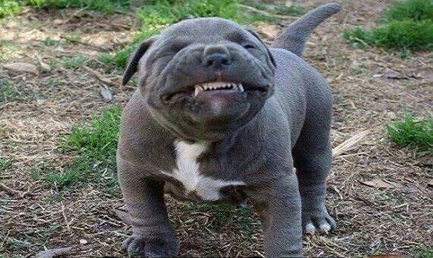 Cane sorriso
